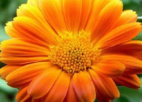 october birth flower