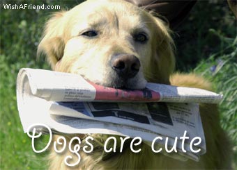 Dogs Are Cute