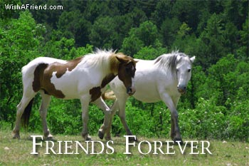 Friends Forever