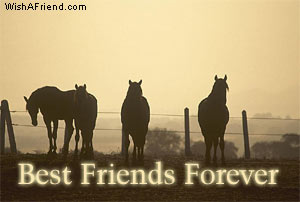 Best Friends Forever