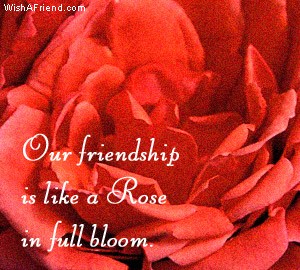 Like A Rose