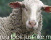 Picture Captions myspace graphics
