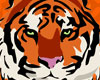 Wildlife myspace graphics