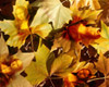 Autumn Leaves
