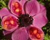 Beautiful Flower