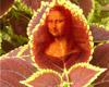 Beautiful Leaves