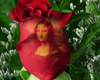 Beautiful Rose