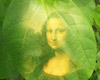 Big Green Leaf