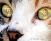 Cat Eye