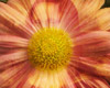 Flowery Surprise