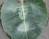 Leaf In Water