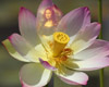 Lotus Flower