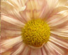 Lovely Flower