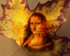 Maple Leaf