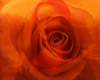 Orange Rose