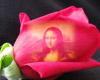 Red Rose
