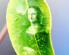 Single Leaf