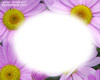 Beautiful Flowers