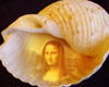 Sea Shell