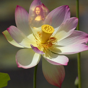 Lotus Flower