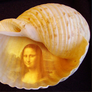 Seashell