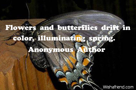butterfly-Flowers and butterflies drift in