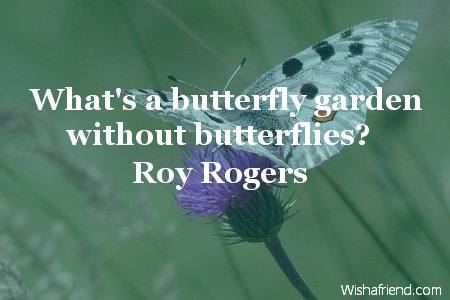 butterfly-What's a butterfly garden without