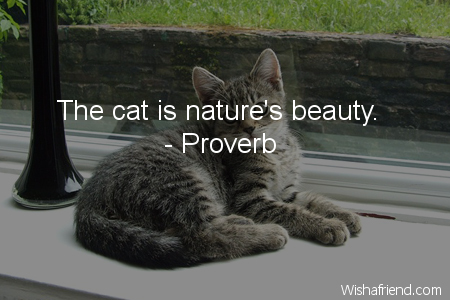 cat-The cat is nature's beauty.