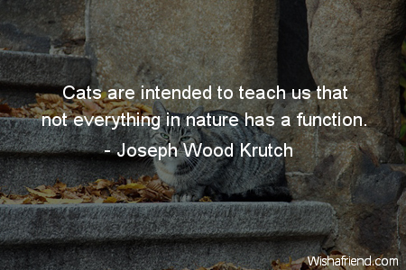 cat-Cats are intended to teach