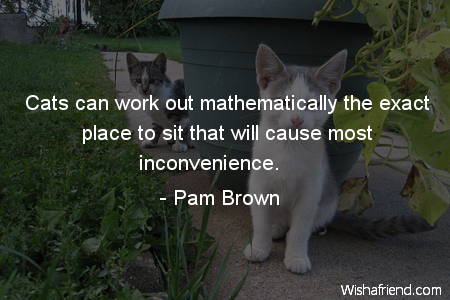 cat-Cats can work out mathematically