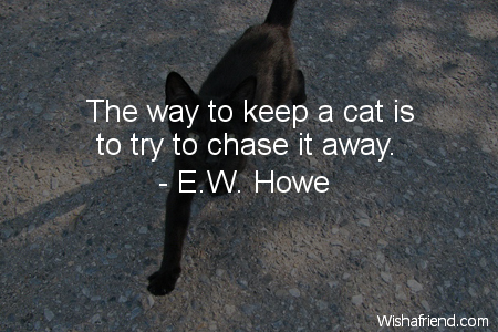 cat-The way to keep a