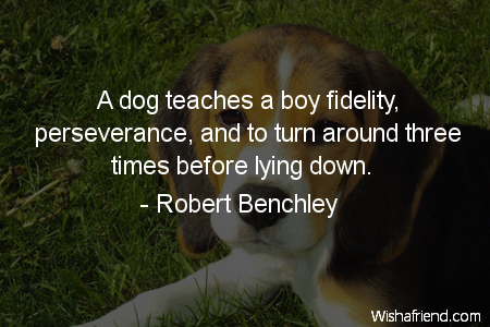 dog-A dog teaches a boy