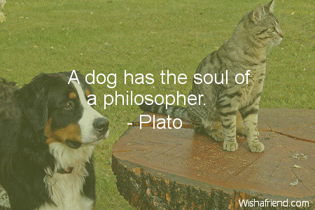 dog-A dog has the soul