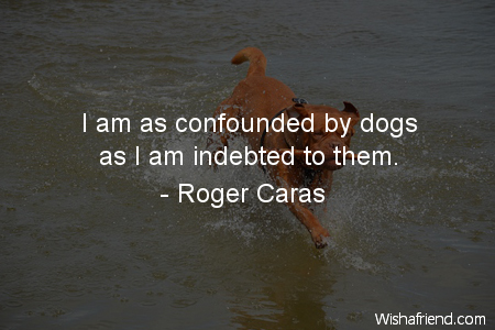 dog-I am as confounded by