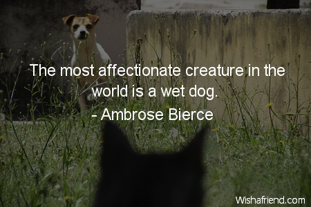 dog-The most affectionate creature in