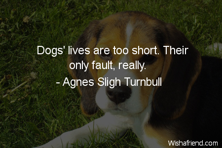 dog-Dogs' lives are too short.