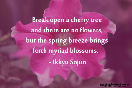 flower-Break open a cherry tree