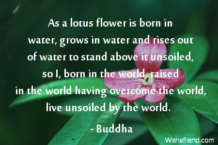 As A Lotus Flower Is Buddha Quote