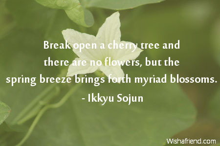 flower-Break open a cherry tree