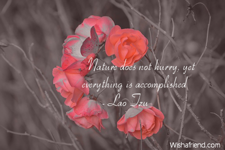 nature-Nature does not hurry, yet