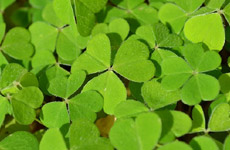 St. Patrick's Day Poems