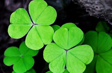 St. Patrick's Day Quotes